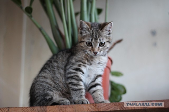 котэ отдастся (киев)