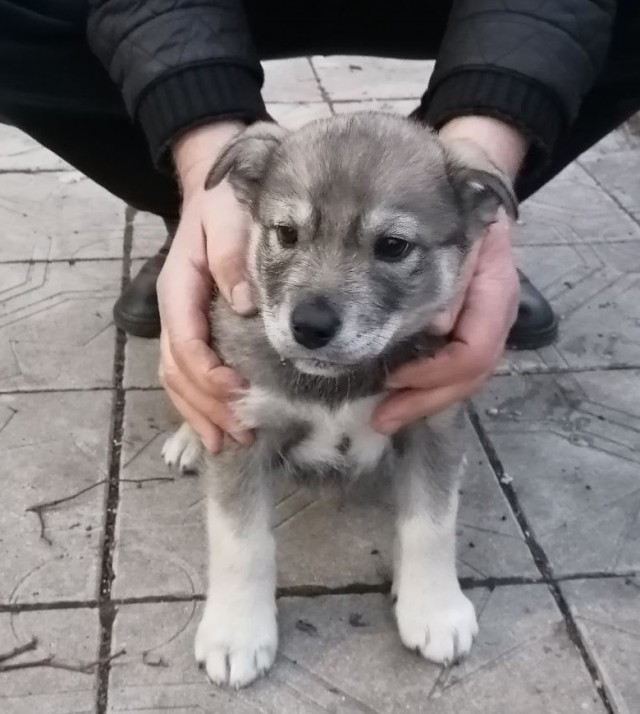 Повезло с хозяином