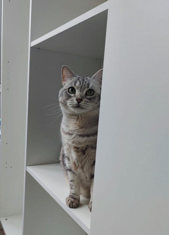 Жизнь с котом в одной картинке