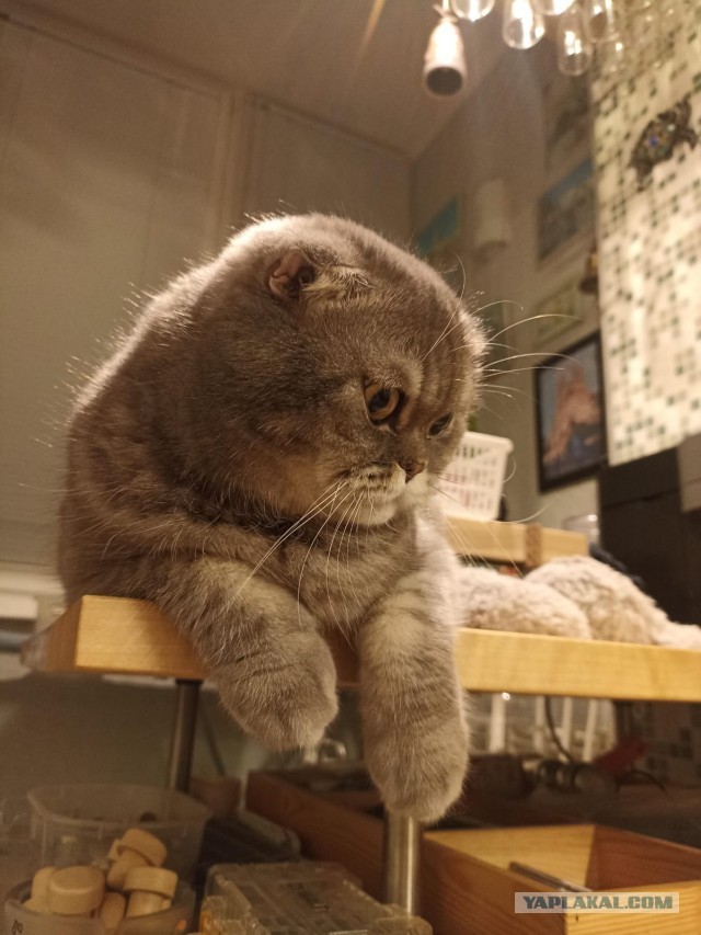 И снова котораб