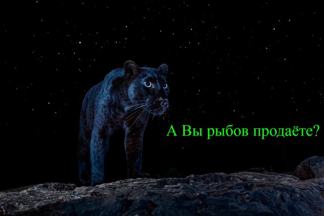 Редкий африканский черный леопард, на съемку которого фотограф потратил шесть месяцев, был запечатлен под звездами