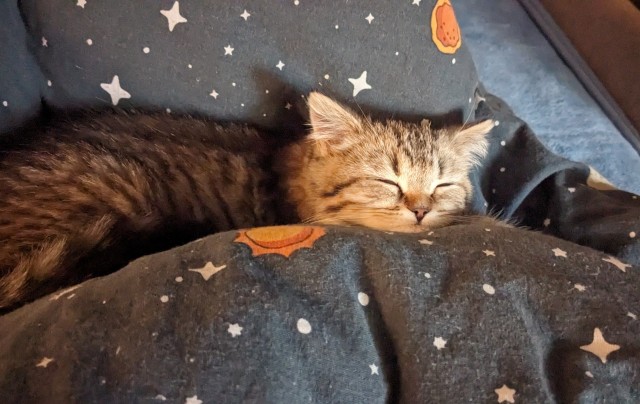 А где котики, сегодня же вторник!