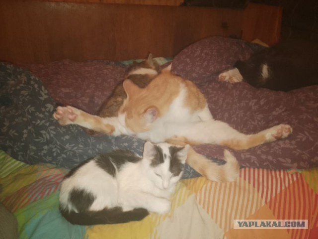 Жизнь домашнего приюта для котеек 537