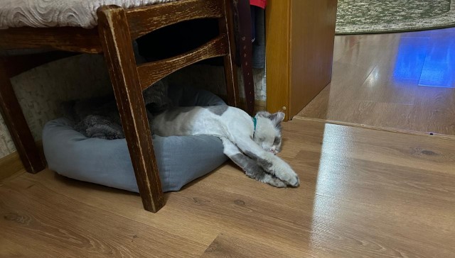 А как спят ваши питомцы?