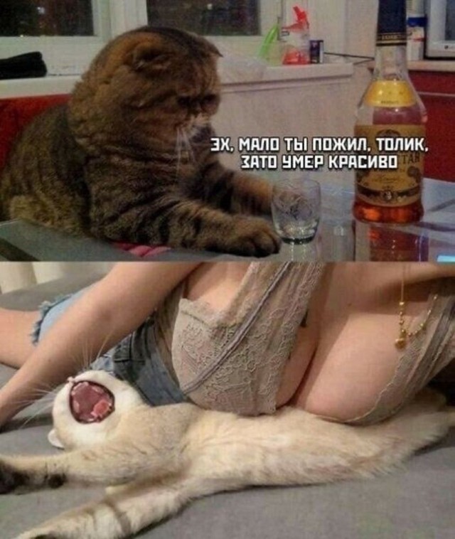 Забавные и не очень скромные картинки - 4