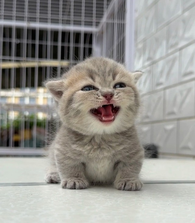 Котейка чего то хочет