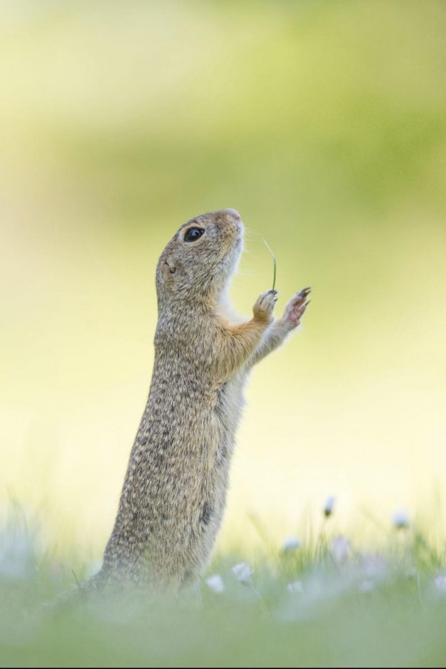 Победители и финалисты премии Wildlife Comedy Photography Awards в области фотографии дикой природы (2016)