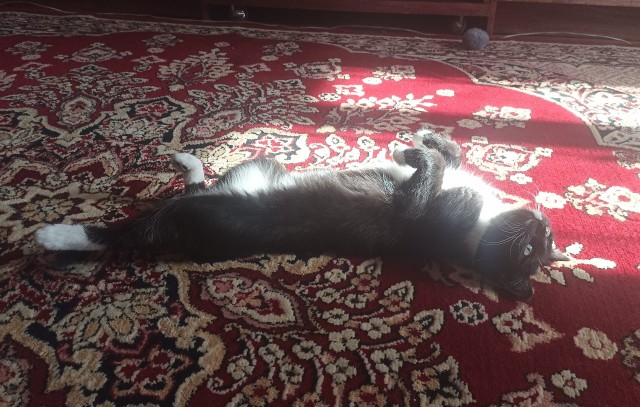Котовторник скоро.
