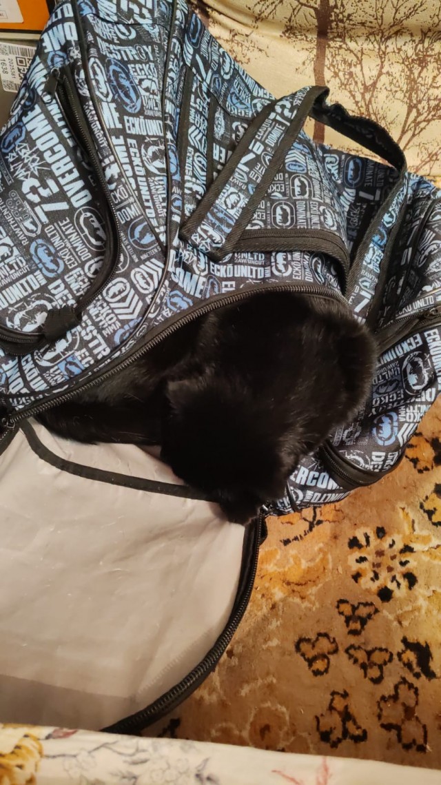 Чёрный котовторник