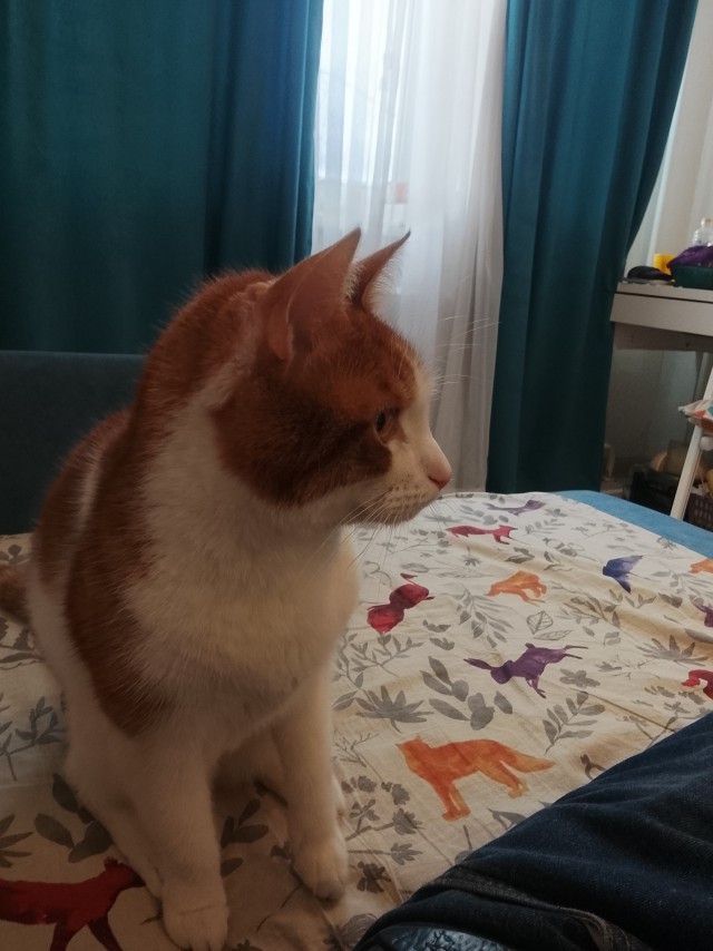 Сегодня котовторник.