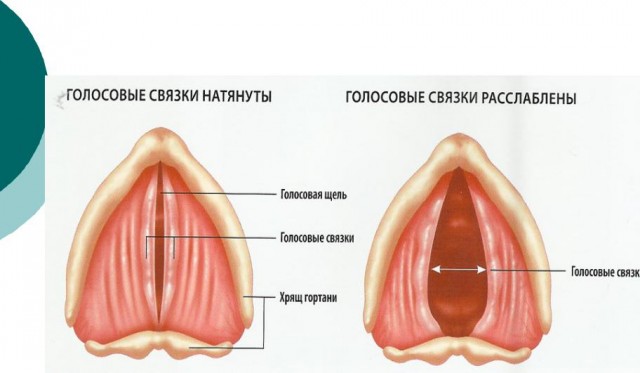 Носястая безсопливая Джессика демонстрирует чудеса технологии
