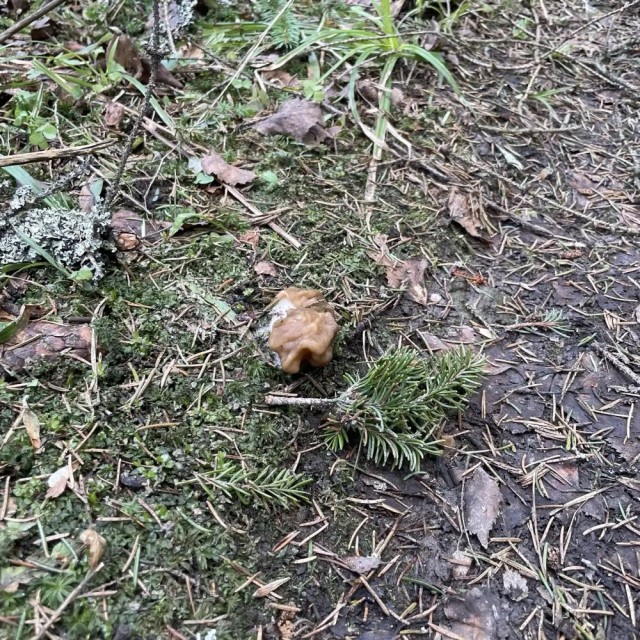 Грибной сезон в Подмосковье можно считать открытым