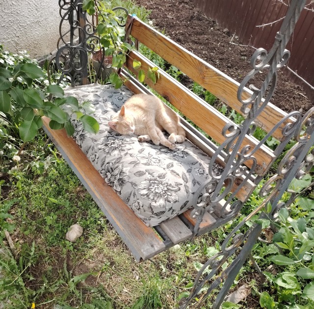 С котовторником))