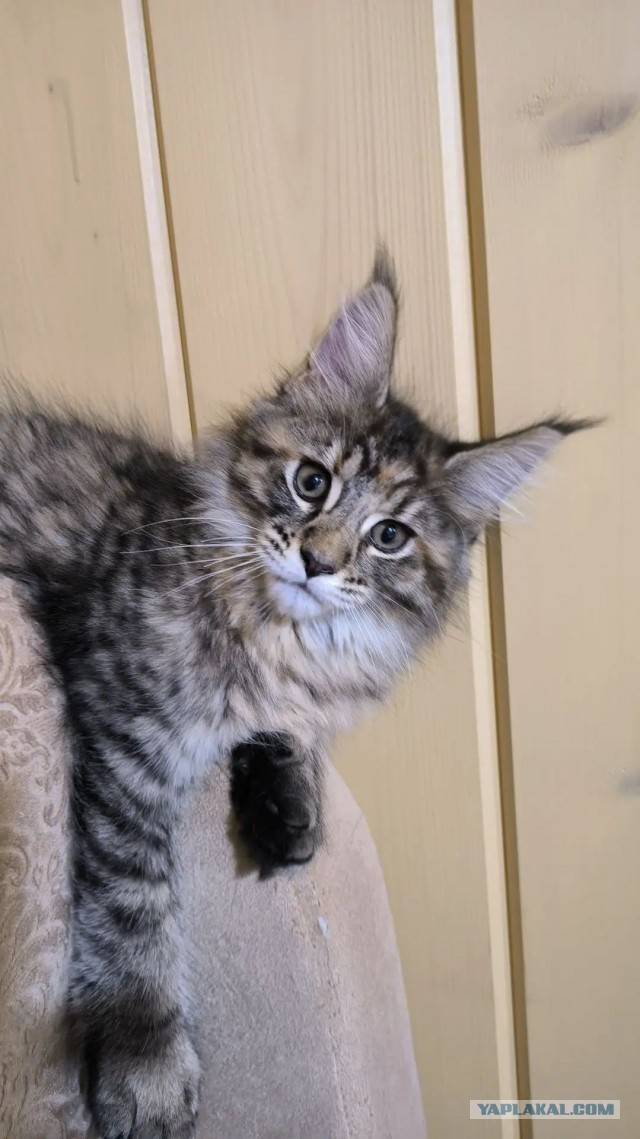 Котята Мейн куны