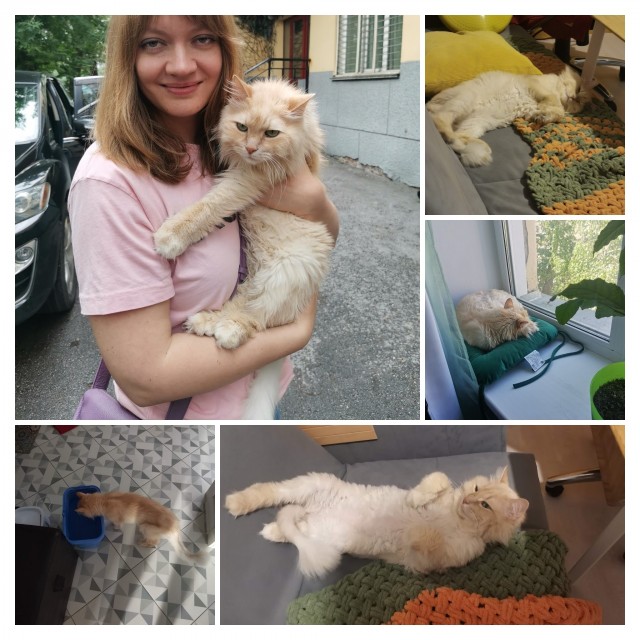 Помогите найти кота