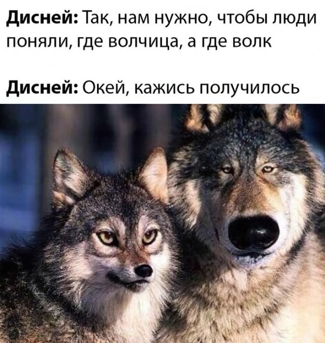 Веселые картинки в пятницу (09.10)