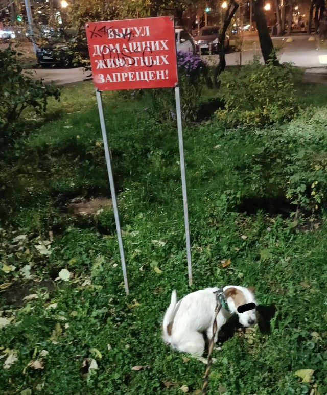 Мой пёс - панк