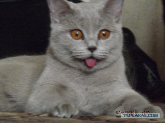 Котовторник 25.02.2014