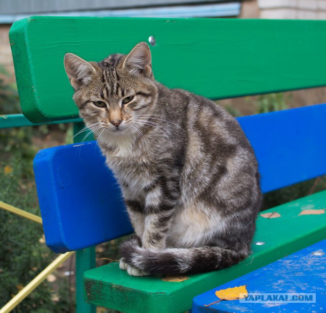 Котовторник 04.03.2014