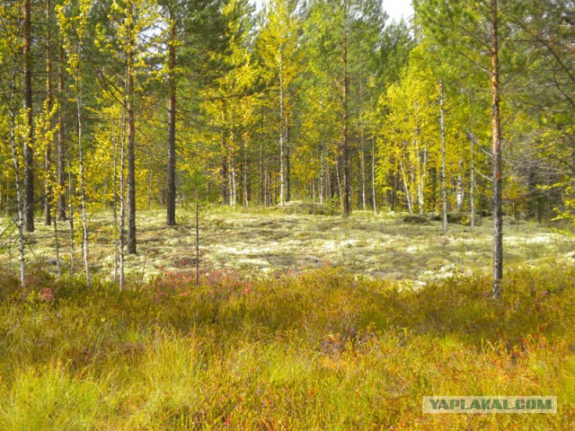 Посетители ночных клубов Москвы