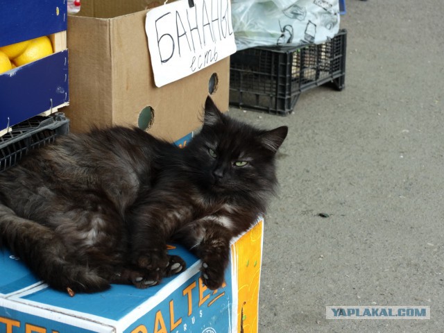Котовторник 6.05.2014