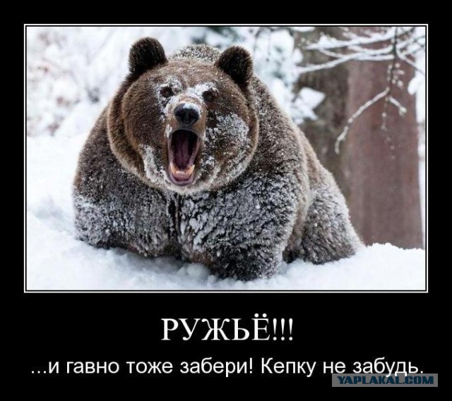 Три медведя у нас в гостях!