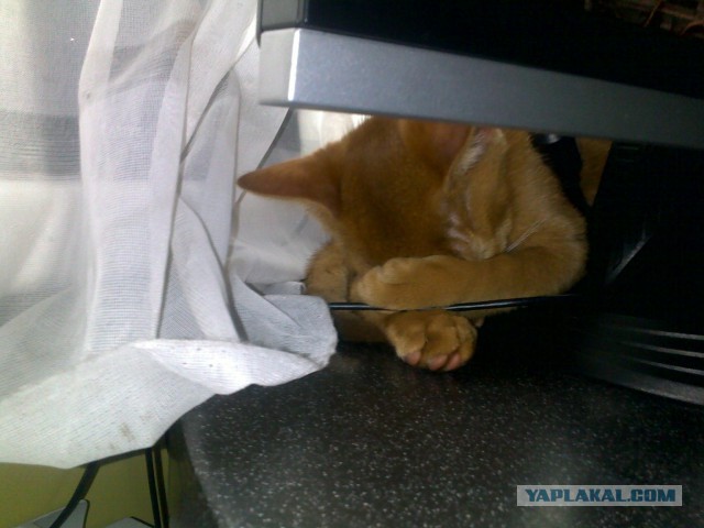 Котовторник 19.08.2014