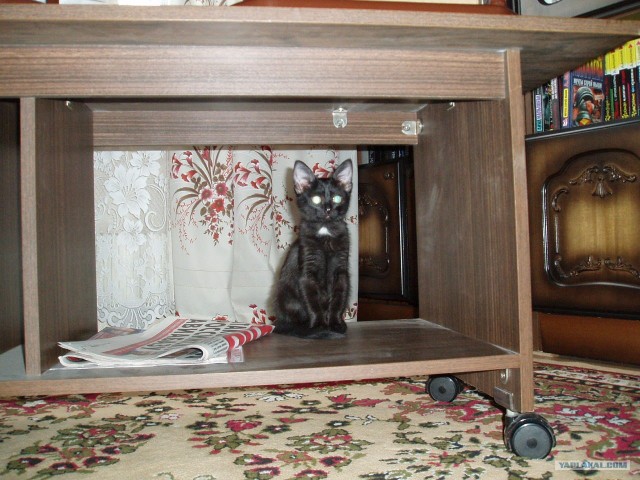 Рисованный котовторник