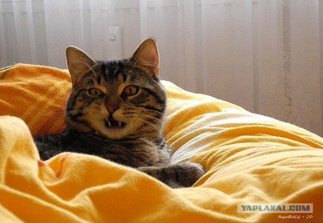 Котовторник 12.03.13