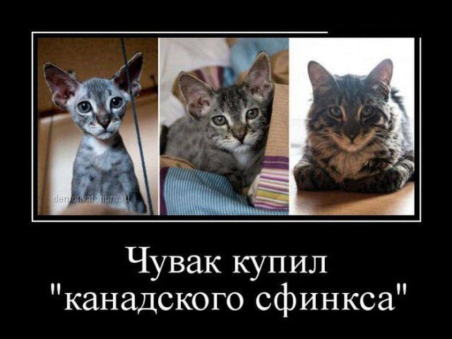 Котовторнику посвящается.