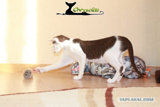 Котовторник