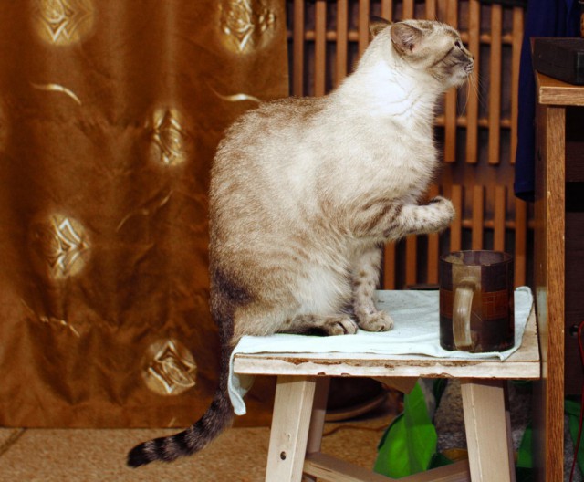 Котовторник 26.01.2016