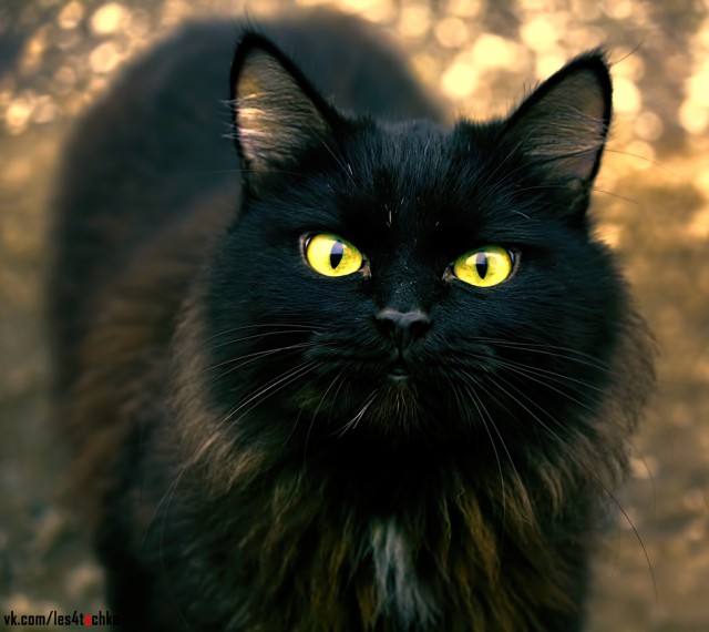 Котовторник 15.03