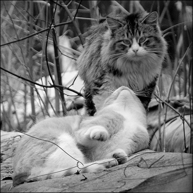 Коты, кошки, котята