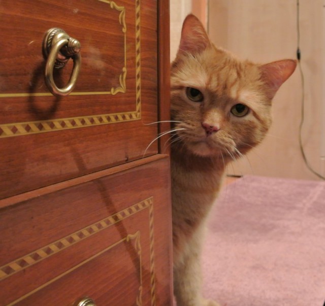 Котовторник - начало