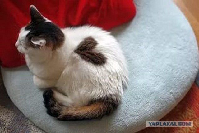 Котовторник 12.04