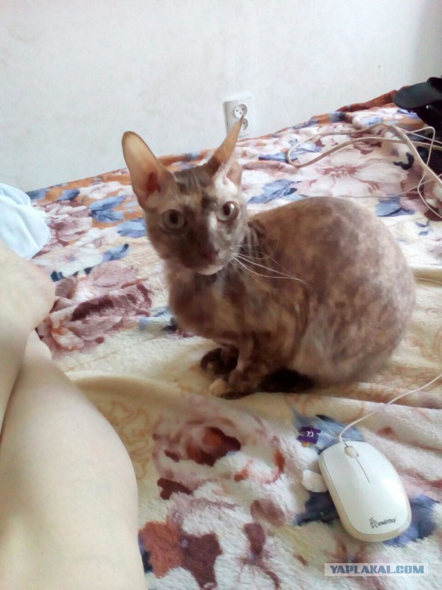 Когда котик зевнул не вовремя...