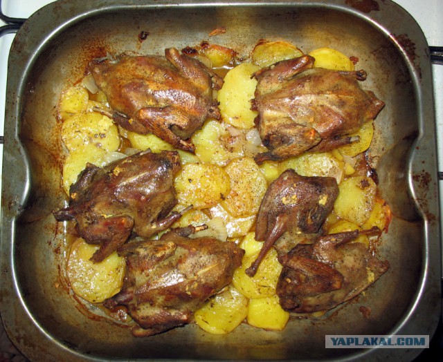 Птиц засасывает вместе с зерном на хлебозаводе