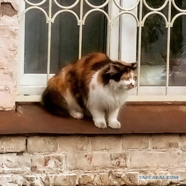 Котовторник 25.10. 2016