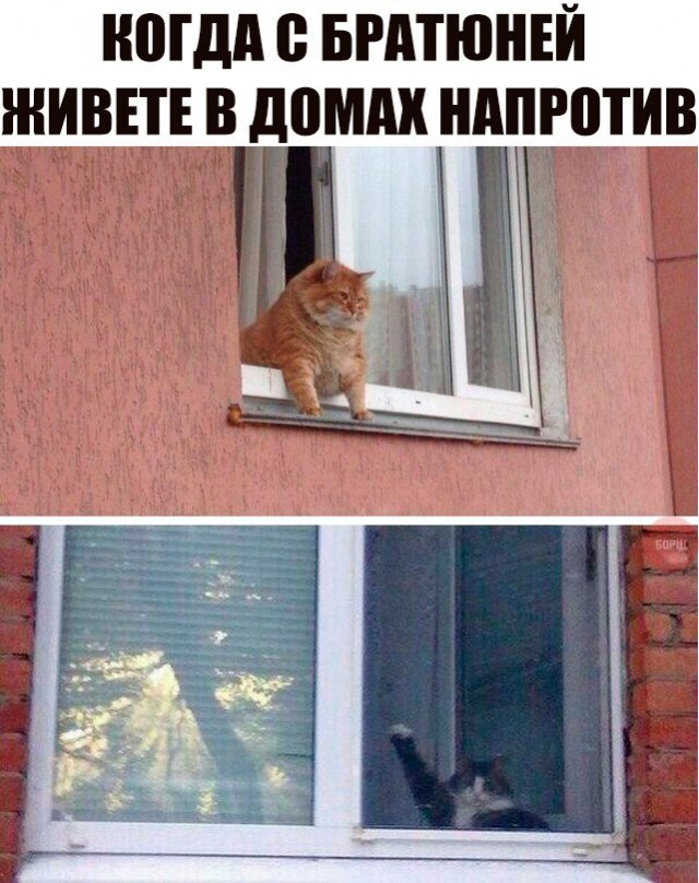 Коты из сети
