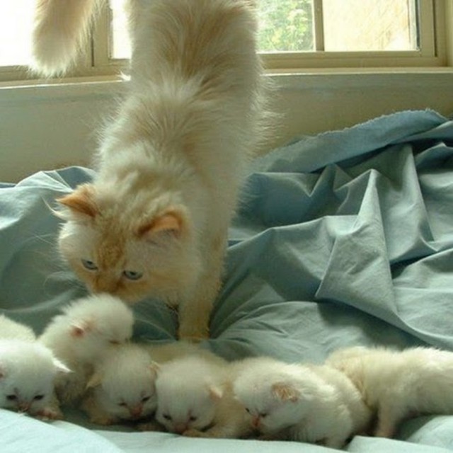 Коты из сети