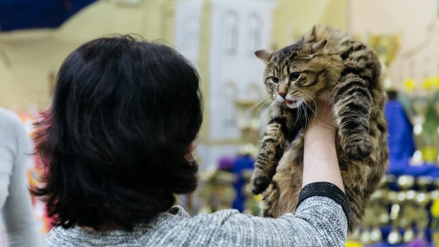 В Москву съехались коты
