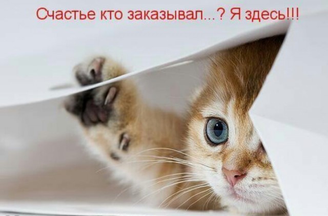 Коты и Кошки