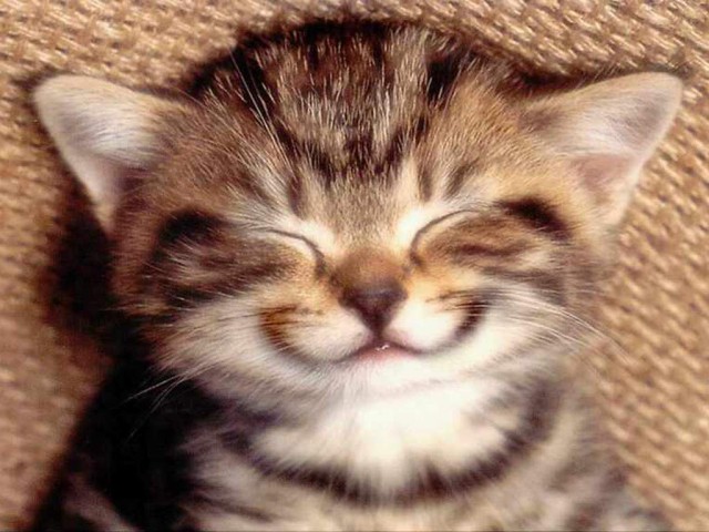 Коты и Кошки