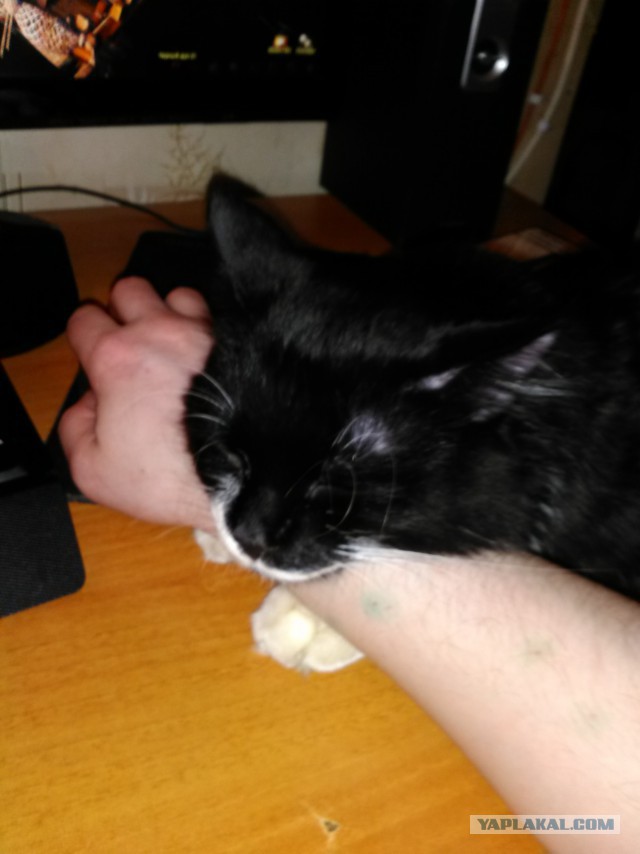Котовторник 28.03.2017