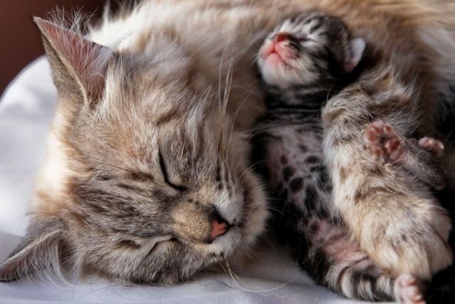 Коты и Кошки