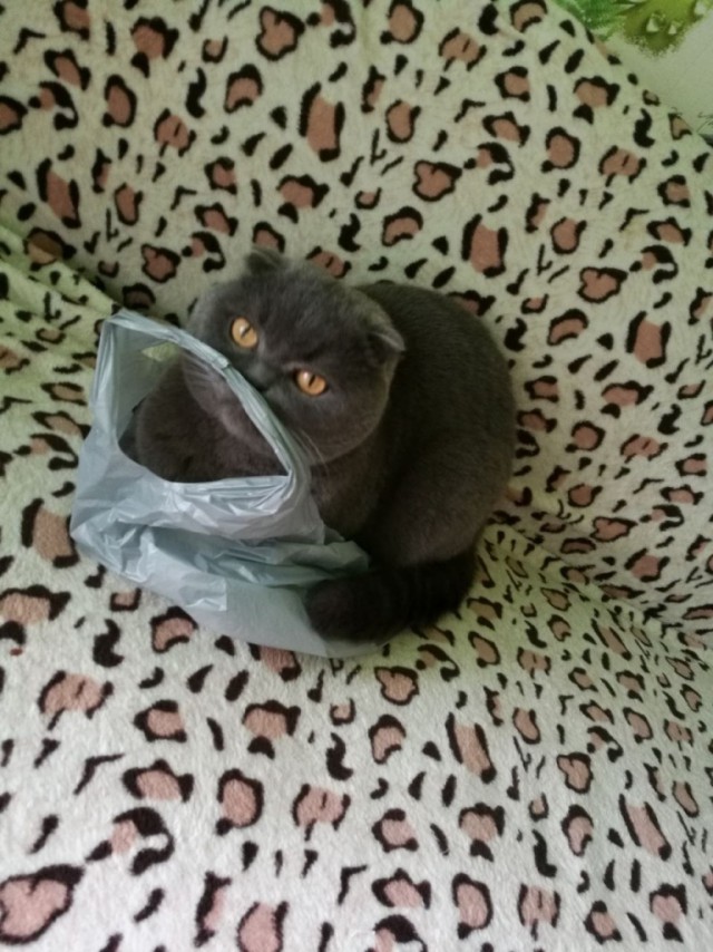Коты и Кошки