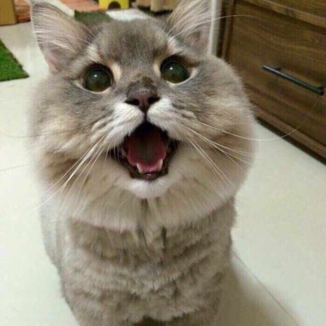 Коты и Кошки