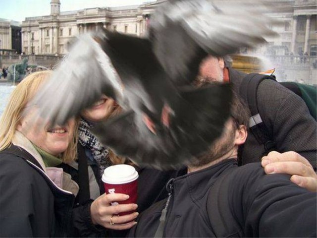 Подборка забавных животных