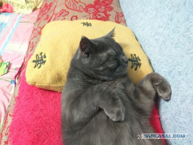 Котовторник 12.12.2017
